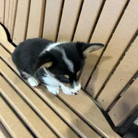 Trixie, a male Pembroke Welsh Corgi for sale in Tampico, IL – Photo 3 of 10