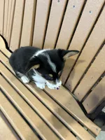 Trixie, a male Pembroke Welsh Corgi for sale in Tampico, IL – Photo 3 of 10