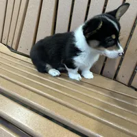 Trixie, a male Pembroke Welsh Corgi for sale in Tampico, IL – Photo 8 of 10