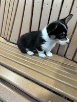 Trixie, a male Pembroke Welsh Corgi for sale in Tampico, IL – Photo 8 of 10