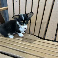 Trixie, a male Pembroke Welsh Corgi for sale in Tampico, IL – Photo 6 of 10