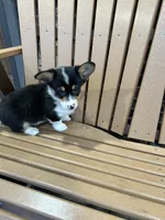 Trixie, a male Pembroke Welsh Corgi for sale in Tampico, IL – Photo 6 of 10