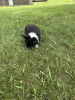 Roxy, a female Pembroke Welsh Corgi for sale in Tampico, IL – 10 of 10