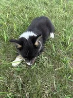 Roxy, a female Pembroke Welsh Corgi for sale in Tampico, IL – 8 of 10