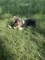 Roper, a male Pembroke Welsh Corgi for sale in Tampico, IL – 8 of 10