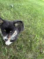 Roxy, a female Pembroke Welsh Corgi for sale in Tampico, IL – 2 of 10