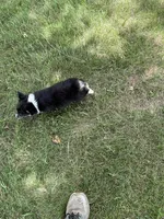 Roxy, a female Pembroke Welsh Corgi for sale in Tampico, IL – 3 of 10