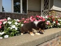 Trek(Fluffy), a male Pembroke Welsh Corgi for sale in Tampico, IL – Photo 9 of 10