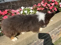 Trek(Fluffy), a male Pembroke Welsh Corgi for sale in Tampico, IL – Photo 2 of 10