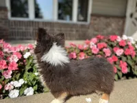 Trek(Fluffy), a male Pembroke Welsh Corgi for sale in Tampico, IL – Photo 5 of 10