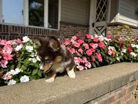 Trek(Fluffy), a male Pembroke Welsh Corgi for sale in Tampico, IL – Photo 8 of 10