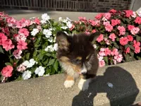 Trek(Fluffy), a male Pembroke Welsh Corgi for sale in Tampico, IL – Photo 6 of 10