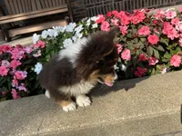 Trek(Fluffy), a male Pembroke Welsh Corgi for sale in Tampico, IL – Photo 4 of 10