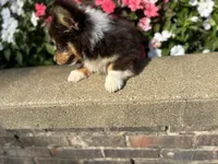 Trek(Fluffy), a male Pembroke Welsh Corgi for sale in Tampico, IL – Photo 3 of 10
