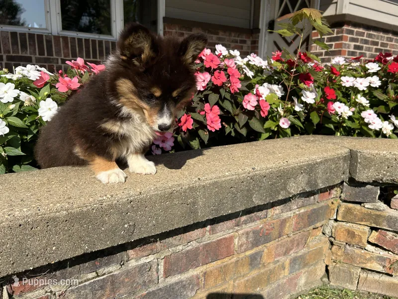 Trek(Fluffy), a male Pembroke Welsh Corgi for sale in Tampico, IL – Photo 1 of 10