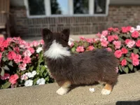 Trek(Fluffy), a male Pembroke Welsh Corgi for sale in Tampico, IL – Photo 7 of 10