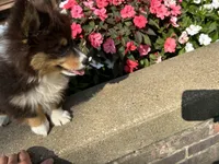 Trek(Fluffy), a male Pembroke Welsh Corgi for sale in Tampico, IL – Photo 10 of 10