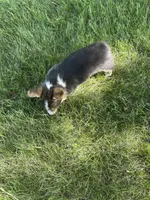 Roper, a male Pembroke Welsh Corgi for sale in Tampico, IL – 10 of 10