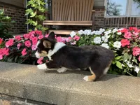 Trixie, a male Pembroke Welsh Corgi for sale in Tampico, IL – Photo 7 of 9
