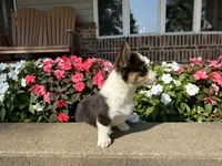 Trixie, a male Pembroke Welsh Corgi for sale in Tampico, IL – Photo 1 of 9