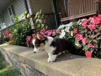 Trixie, a male Pembroke Welsh Corgi for sale in Tampico, IL – Photo 5 of 9