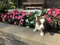Trixie, a male Pembroke Welsh Corgi for sale in Tampico, IL – Photo 3 of 9