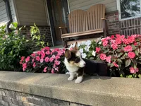 Trixie, a male Pembroke Welsh Corgi for sale in Tampico, IL – Photo 8 of 9