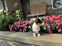 Trixie, a male Pembroke Welsh Corgi for sale in Tampico, IL – Photo 6 of 9
