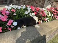 Trixie, a male Pembroke Welsh Corgi for sale in Tampico, IL – Photo 2 of 9