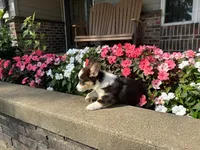 Trixie, a male Pembroke Welsh Corgi for sale in Tampico, IL – Photo 4 of 9