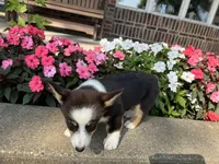 Trixie, a male Pembroke Welsh Corgi for sale in Tampico, IL – Photo 9 of 9