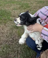 Chocolate Merle , a female Cocker Spaniel for sale in Trion, GA – 7 of 10
