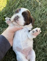 Chocolate Parti girl , a female Cocker Spaniel for sale in Trion, GA – 3 of 4