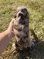Chocolate Merle , a female Cocker Spaniel for sale in Trion, GA – 4 of 10
