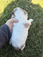 Chocolate Merle Parti , a female Cocker Spaniel for sale in Trion, GA – 4 of 4