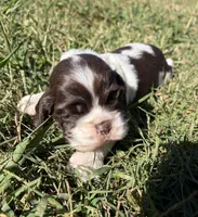Chocolate Parti boy , a male Cocker Spaniel for sale in Trion, GA – 3 of 4