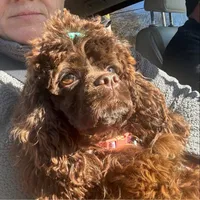 Chocolate Merle , a female Cocker Spaniel for sale in Trion, GA – 6 of 10