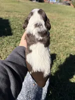 Chocolate Parti girl , a female Cocker Spaniel for sale in Trion, GA – 2 of 4