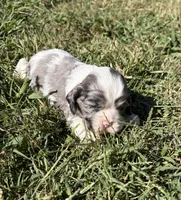 Blue Merle girl , a female Cocker Spaniel for sale in Trion, GA – 2 of 4