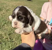 Chocolate Parti boy , a male Cocker Spaniel for sale in Trion, GA – 2 of 4