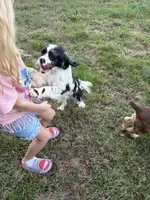 Chocolate Merle , a female Cocker Spaniel for sale in Trion, GA – 10 of 10
