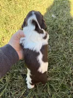 Chocolate Parti boy , a male Cocker Spaniel for sale in Trion, GA – 4 of 4