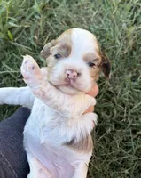 Chocolate Merle Parti , a female Cocker Spaniel for sale in Trion, GA – 3 of 4