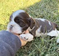 Chocolate Parti girl , a female Cocker Spaniel for sale in Trion, GA – 4 of 4