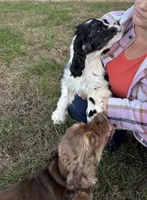 Chocolate Merle , a female Cocker Spaniel for sale in Trion, GA – 8 of 10