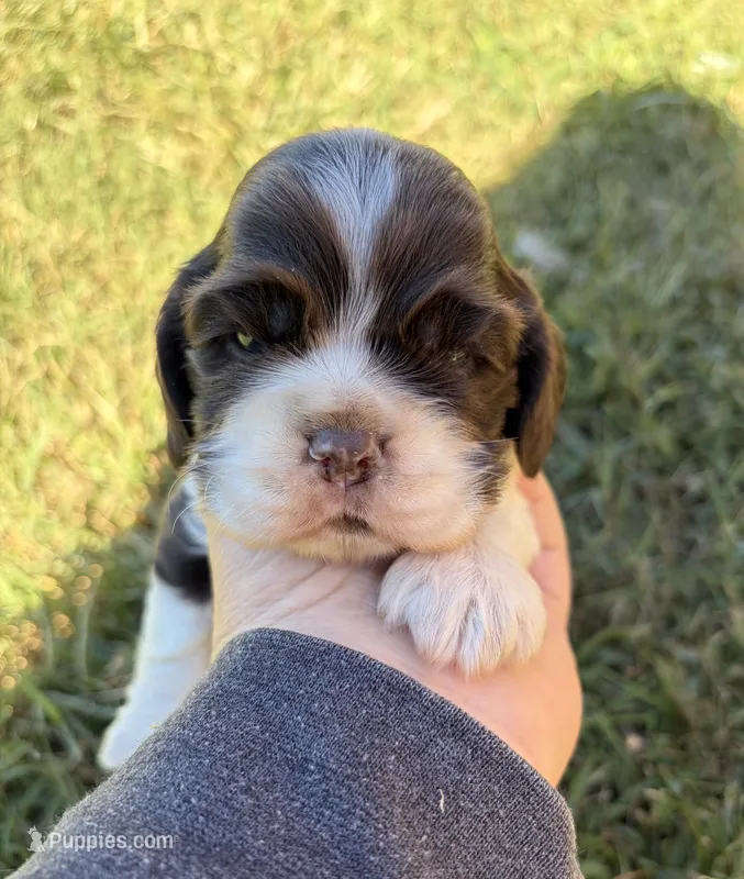 Chocolate Parti boy  – Cocker Spaniel puppy for sale in Trion, GA