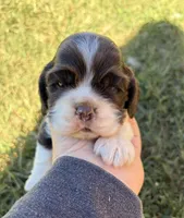 Chocolate Parti boy , a male Cocker Spaniel for sale in Trion, GA – 1 of 4