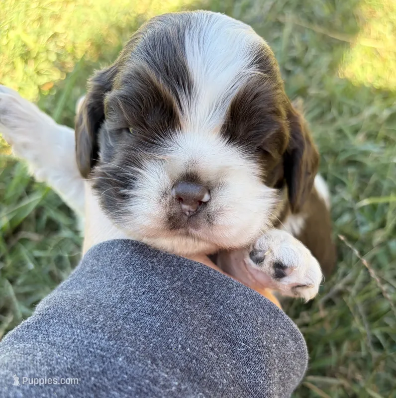 Chocolate Parti girl  – Cocker Spaniel puppy for sale in Trion, GA