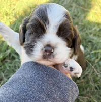 Chocolate Parti girl , a female Cocker Spaniel for sale in Trion, GA – 1 of 4