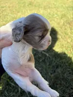 Chocolate Merle Parti , a female Cocker Spaniel for sale in Trion, GA – 2 of 4